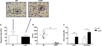 TLR3 Is a Negative Regulator of Immune Responses Against Paracoccidioides brasiliensis